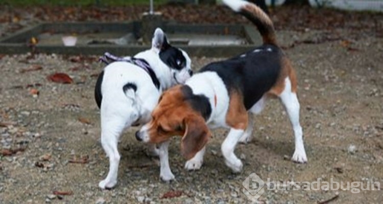 Erkek köpeğiniz bu hareketi yapıyorsa dikkat!
