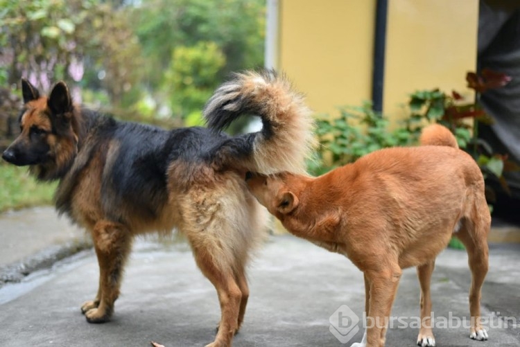 Erkek köpeğiniz bu hareketi yapıyorsa dikkat!
