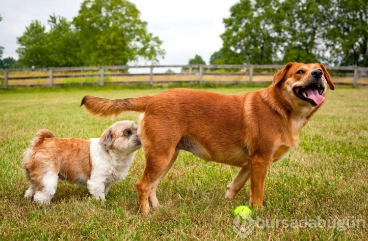 Erkek köpeğiniz bu hareketi yapıyorsa dikkat!
