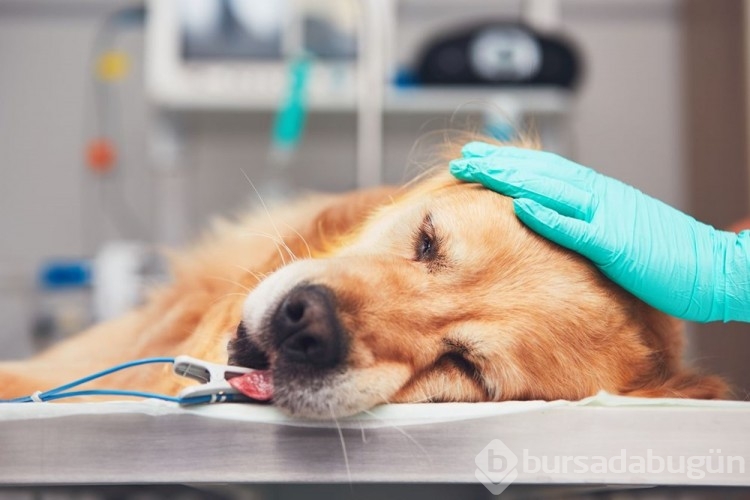 Erkek köpeğiniz bu hareketi yapıyorsa dikkat!
