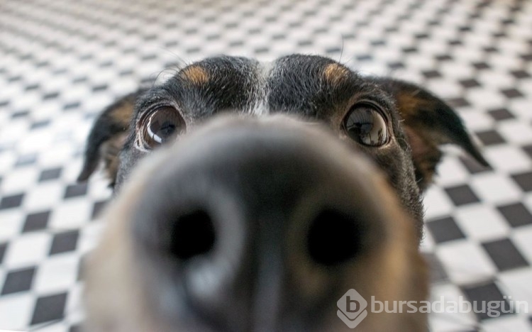 Erkek köpeğiniz bu hareketi yapıyorsa dikkat!
