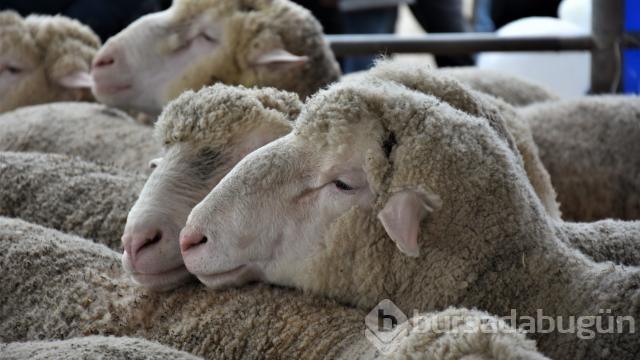 Kurban bayramında et tüketimi için bilmeniz gereken önemli faydalar 