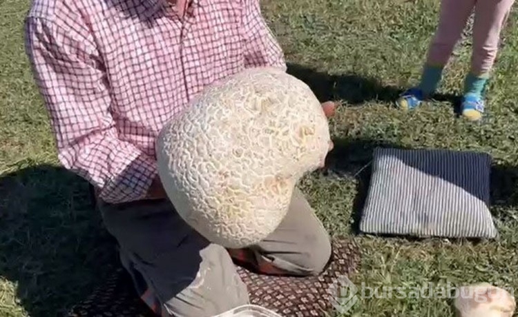 Doğada gezerken dev mantar buldu