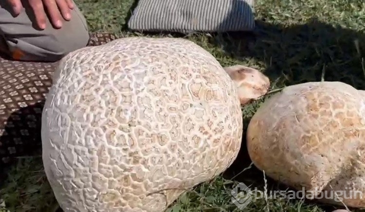 Doğada gezerken dev mantar buldu