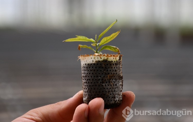 Açtığı serasında yöreye uygun 6 çeşit çilek üretiyor