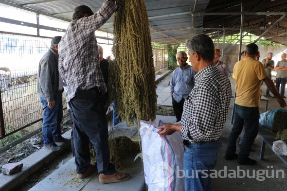 Düğünlerde gram altının yerini aldı, kilosu 850 TL'den satılıyor!