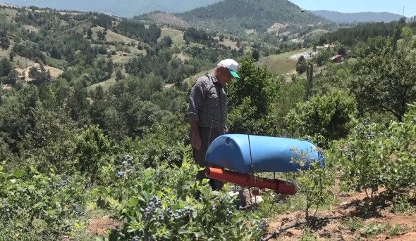 Kilosu 100 lira olan dalındaki meyveleri kuş sesleri koruyor