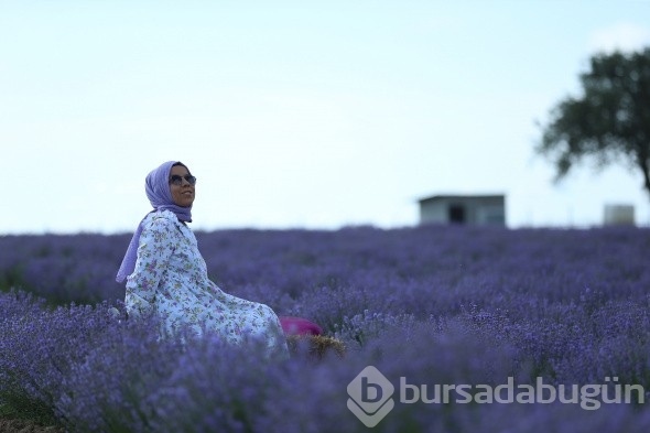 İstanbul'un yanı başındaki Tekirdağ'da mor günler başladı
