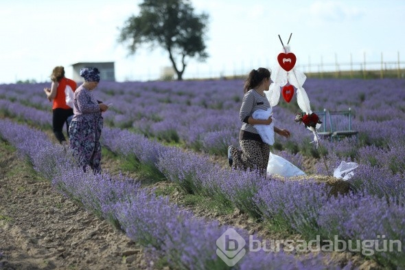İstanbul'un yanı başındaki Tekirdağ'da mor günler başladı
