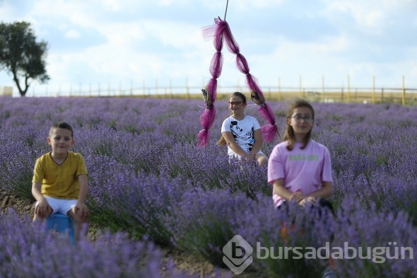 İstanbul'un yanı başındaki Tekirdağ'da mor günler başladı
