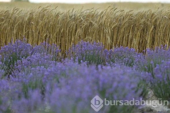 İstanbul'un yanı başındaki Tekirdağ'da mor günler başladı
