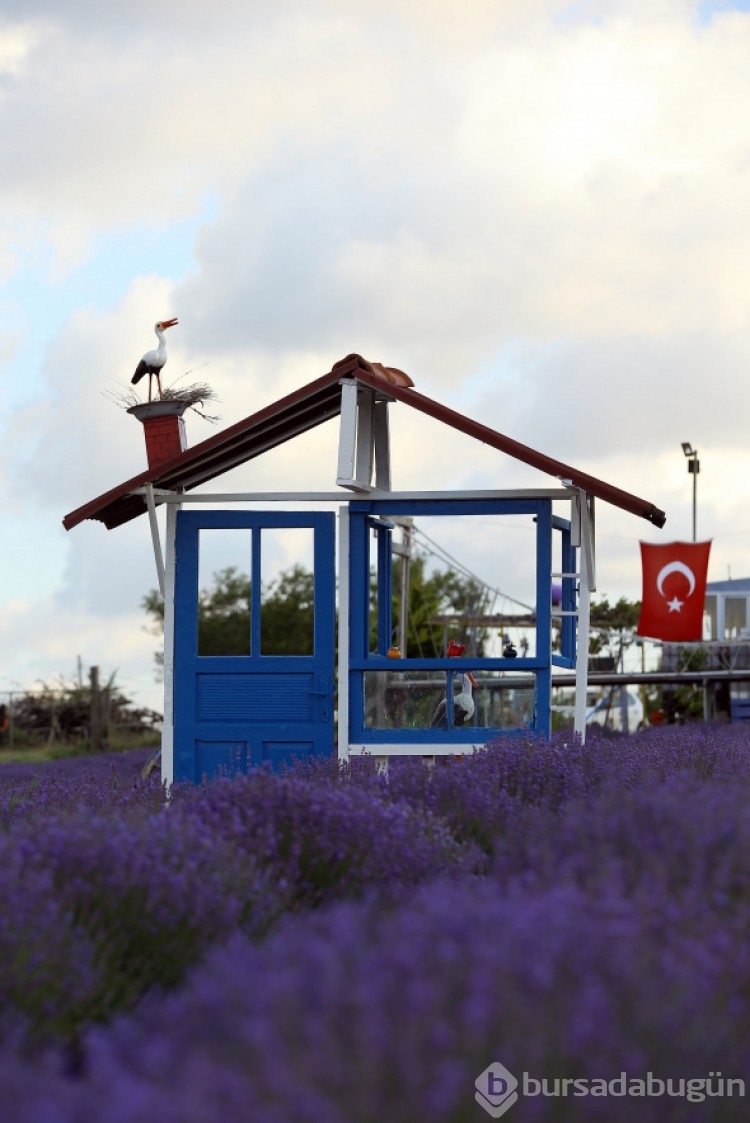İstanbul'un yanı başındaki Tekirdağ'da mor günler başladı
