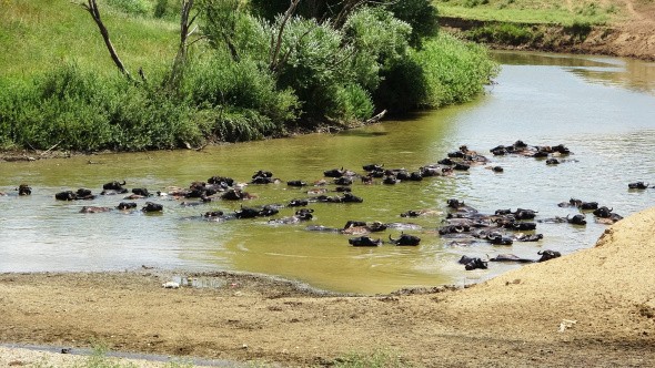 Muş'ta Afrika'yı andıran görüntüler
