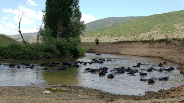 Muş'ta Afrika'yı andıran görüntüler