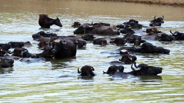 Muş'ta Afrika'yı andıran görüntüler