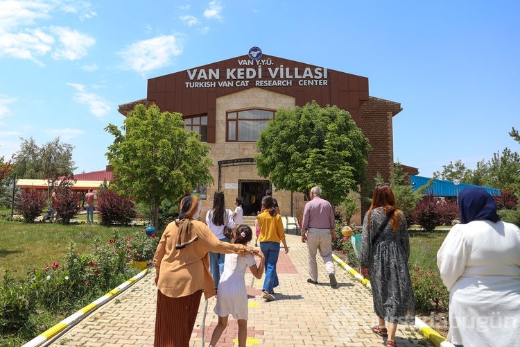 Van kedilerinin yavruları sahiplendirilecek
