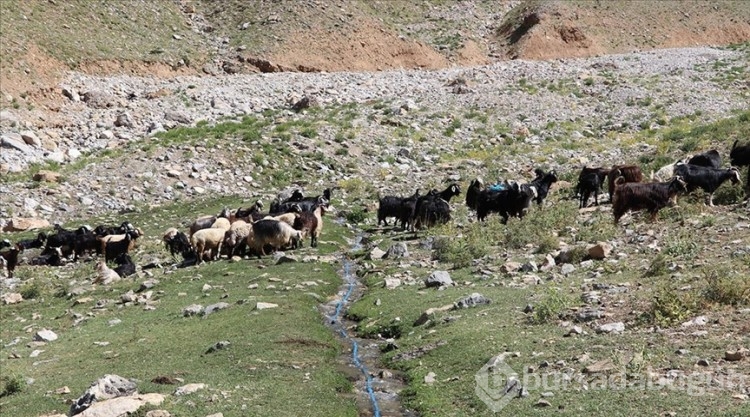 Besiciler hayvanları için Mereto Dağı eteklerindeki yaylaya çıkıyor
