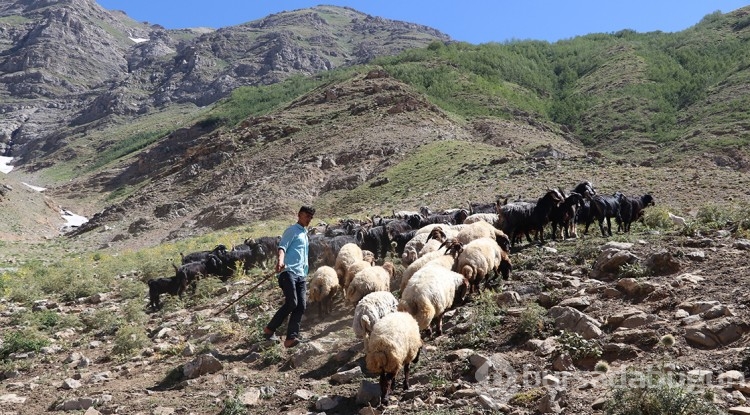 Besiciler hayvanları için Mereto Dağı eteklerindeki yaylaya çıkıyor
