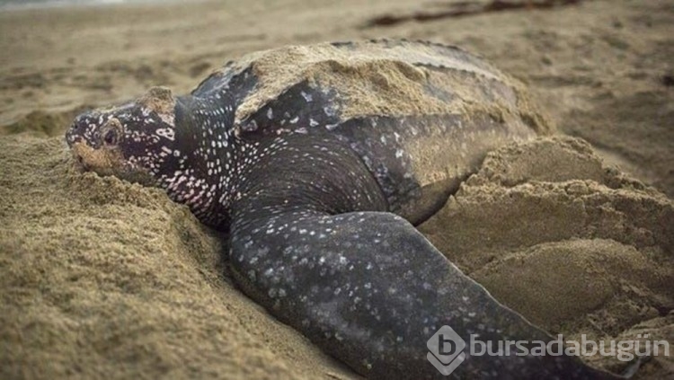 Bıçaklanan 30 deniz kaplumbağası bulundu