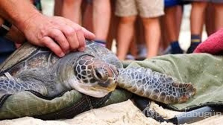 Bıçaklanan 30 deniz kaplumbağası bulundu