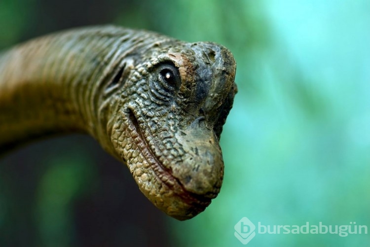 100 milyon yıllık dinozor ayak izleri bulundu