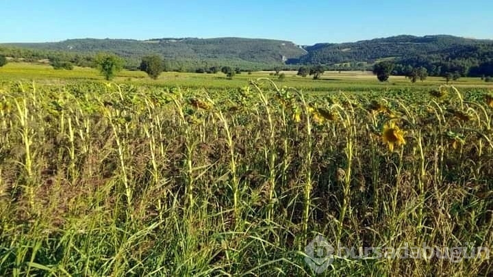 Marmara'da tırtıl istilası
