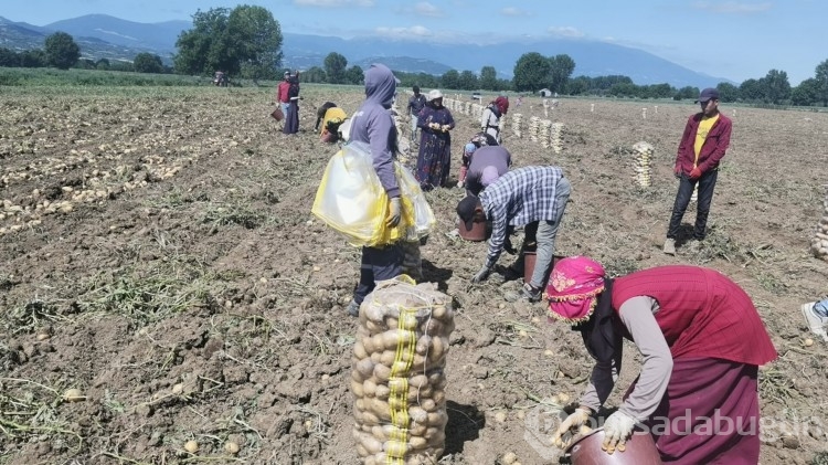 Bursa'da patates hasadı başladı
