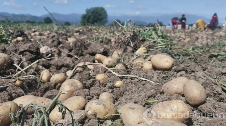Bursa'da patates hasadı başladı