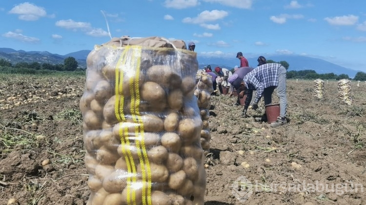 Bursa'da patates hasadı başladı