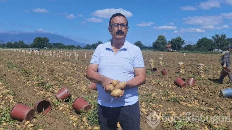 Bursa'da patates hasadı başladı