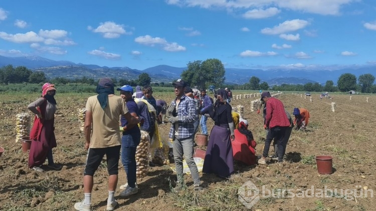 Bursa'da patates hasadı başladı