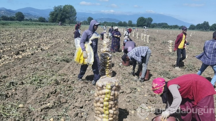 Bursa'da patates hasadı başladı