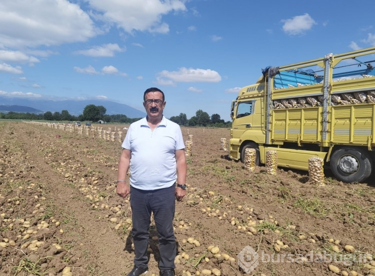 Bursa'da patates hasadı başladı