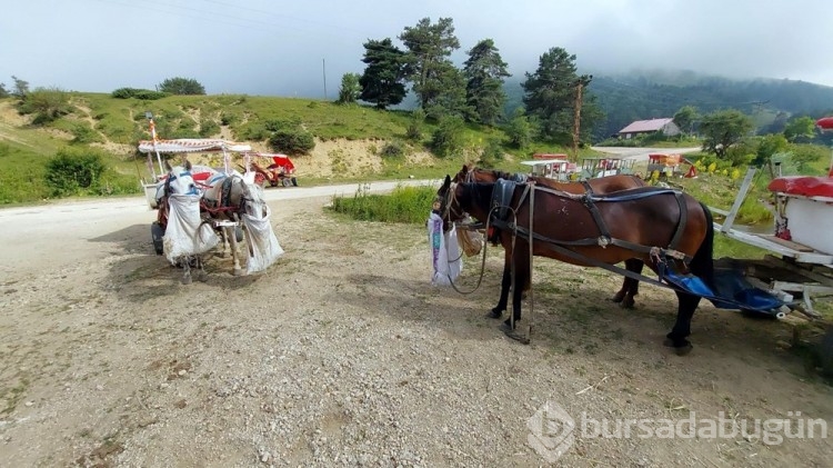 Abant Milli Parkı'nda fayton yasaklandı