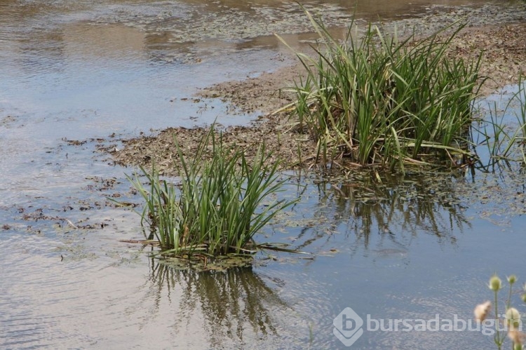 Tunca Nehri'nde su seviyesi yarıya düştü