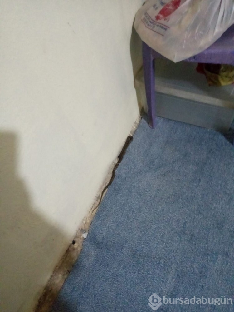 Evden 100 yılan çıktı