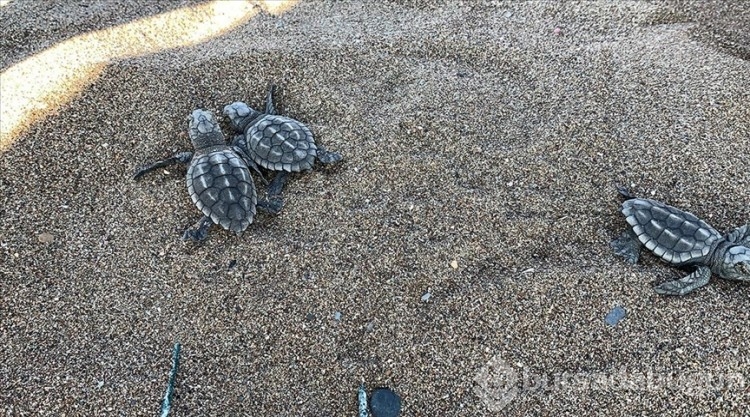 Caretta caretta yavruları sularla buluştu