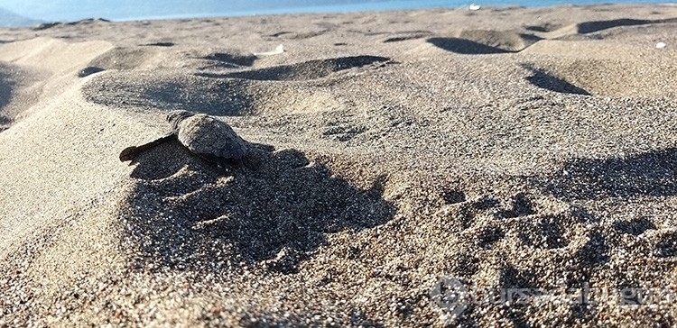 Caretta caretta yavruları sularla buluştu