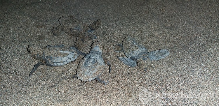 Caretta caretta yavruları sularla buluştu