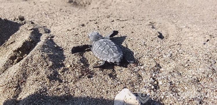 Caretta caretta yavruları sularla buluştu