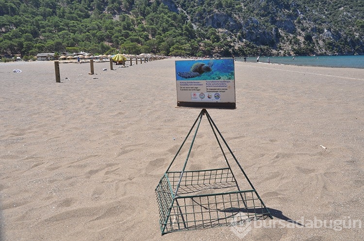 Caretta caretta yavruları sularla buluştu