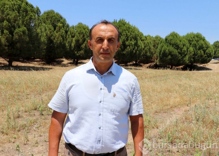 Çöldü, orman oldu