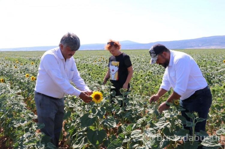 Çayır tırtılı, bu kez de Eskişehir'de...