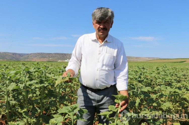 Çayır tırtılı, bu kez de Eskişehir'de...