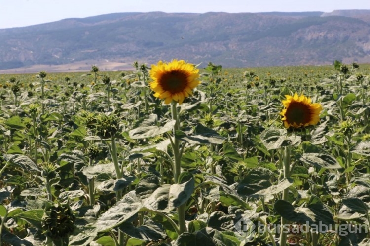 Çayır tırtılı, bu kez de Eskişehir'de...