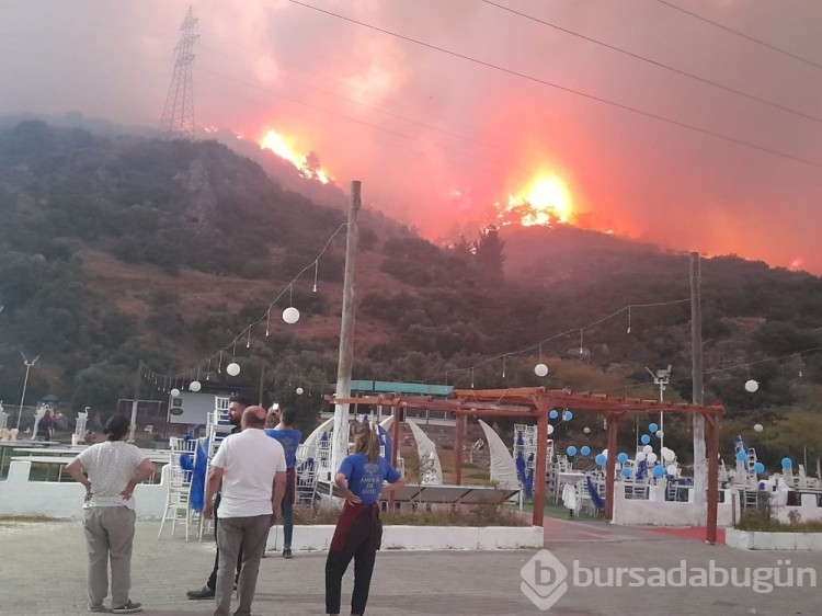 Aydın Söke'de orman yangını