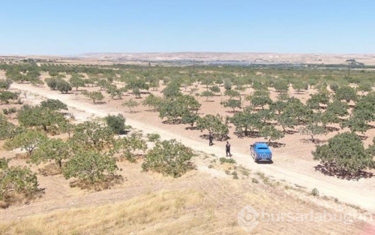 Gaziantep'te komandolar 'yeşil altın' nöbetinde