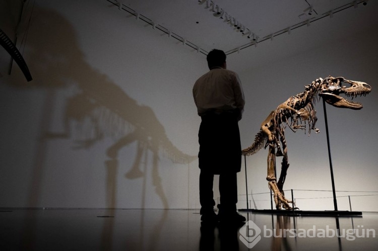 Gorgosaurus türü dinozor iskeleti 6 milyon dolar