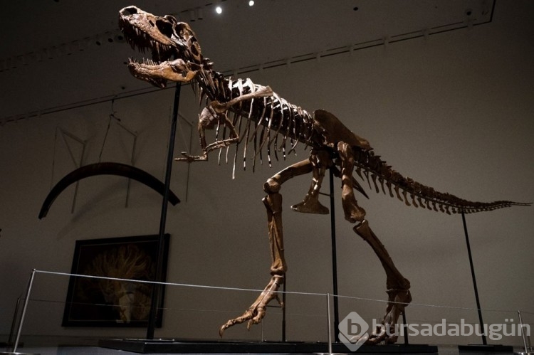 Gorgosaurus türü dinozor iskeleti 6 milyon dolar