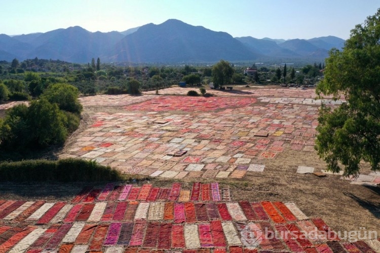 Antalya'nın halı tarlaları görsel şölen sunuyor